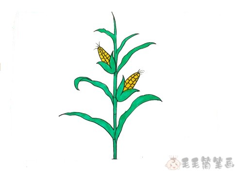 继续往上画出玉米的枝干,两边画上玉米,玉米下面包裹着叶子,顶部还有