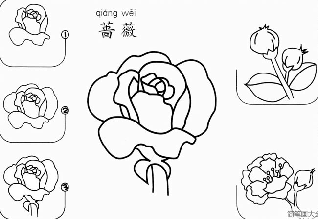 蔷薇花怎么画简笔画步骤图片 蔷薇花素描画法剖析