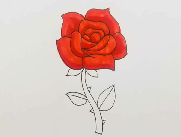 盛开玫瑰花简笔画步骤画法教程