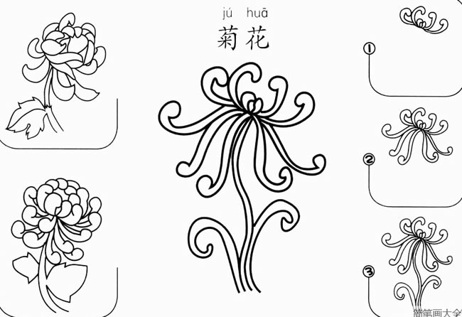 菊花简笔画教程图片