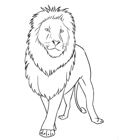 狮子简笔画阶进画法教程