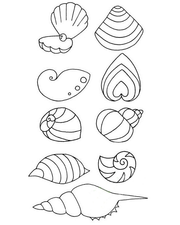 贝壳的简单画法图片