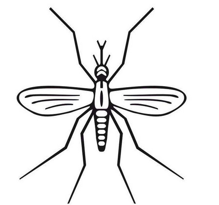 蚊子画法图片